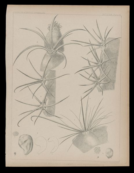 1-2 Echinocatus Wislizeni, E 3 E. Emoryi. E. 4-6 E. Polycerphalus E&B
