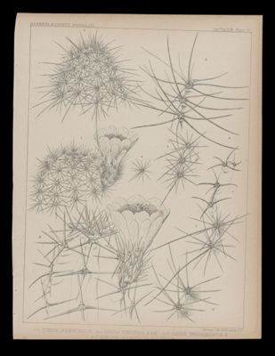 1-3 Cerus Phoeniceus, E. 4-5 Cereus Conoideus E&B. 6-7 Cereus Triglochidiatus, E. 8 C. Bigelovii 9. Bigelovii & Zuniensis