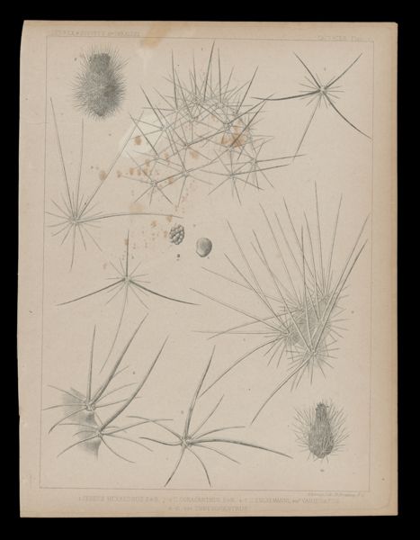 1. Cereus Hexaedrus E&B. 2-3 C. Gonacanthis E&B. 4-7 C. Engelmanni, var Variegatus. 8-10 var Chrysocentrus.