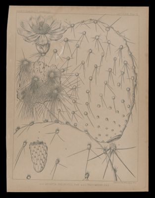 1-3 Opuntia Chlorotica E&B 4-5 O. Procumbens, E&B