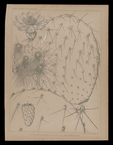 1-3 Opuntia Chlorotica E&B 4-5 O. Procumbens, E&B