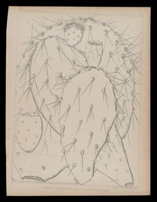 1-2 Opuntia Occidentalis, E&B. 3-4 O. Angustata, E&B