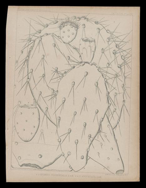1-2 Opuntia Occidentalis, E&B. 3-4 O. Angustata, E&B
