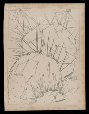 1-5 Opuntis Camanchica, E&B. 6-8, Opuntia Mohavensis, E&B