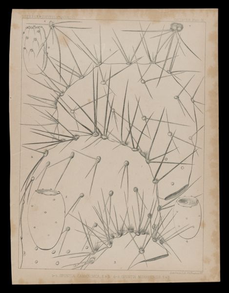 1-5 Opuntis Camanchica, E&B. 6-8, Opuntia Mohavensis, E&B