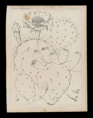 1-2 Opuntia Vulgaris , mill 3-5 Op. Rafinesquii, E.
