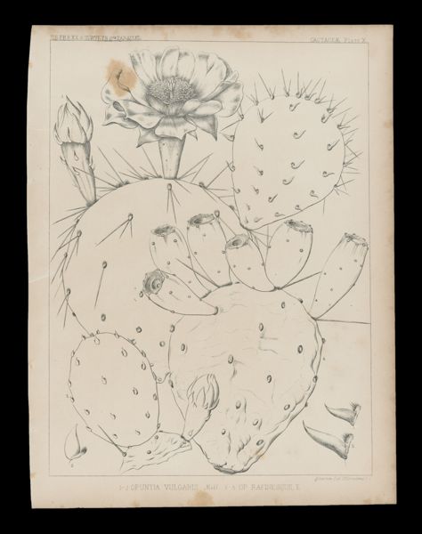 1-2 Opuntia Vulgaris , mill 3-5 Op. Rafinesquii, E.
