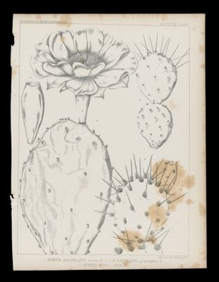1. Opuntia Rafinesquii, minor, E. 2-3 Op. Rafinesquii, grandiflora. E. 4. Opuntia Fusco-atra E.
