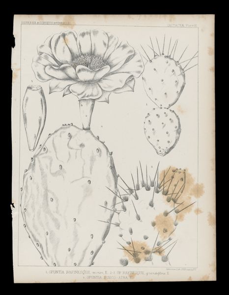 1. Opuntia Rafinesquii, minor, E. 2-3 Op. Rafinesquii, grandiflora. E. 4. Opuntia Fusco-atra E.