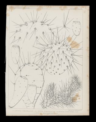 1-3 Opuntia Cymochila, E&B. 4-6 Opuntia Stenochila, E&B. 7-8 Opuntia Fusiformis, E&B. 9. Opuntia Brachyarthra, E&B.
