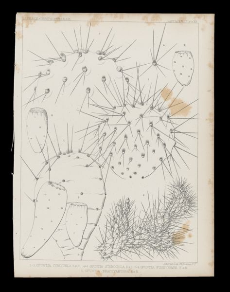 1-3 Opuntia Cymochila, E&B. 4-6 Opuntia Stenochila, E&B. 7-8 Opuntia Fusiformis, E&B. 9. Opuntia Brachyarthra, E&B.
