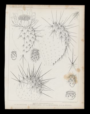 Opuntia Missouriensis, DC. 1-3, var. Platycarpa. 5-7, var. Microsperma. 8-10. var Albispina.