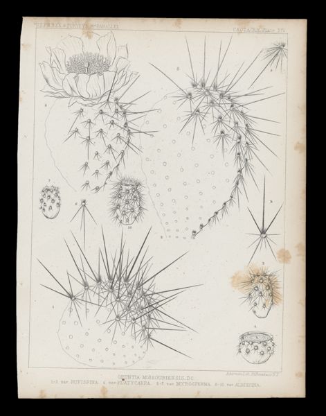 Opuntia Missouriensis, DC. 1-3, var. Platycarpa. 5-7, var. Microsperma. 8-10. var Albispina.