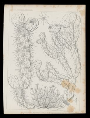 1-4 Opuntia Whipplei, E&B 5-6 OP. Arborescens E.
