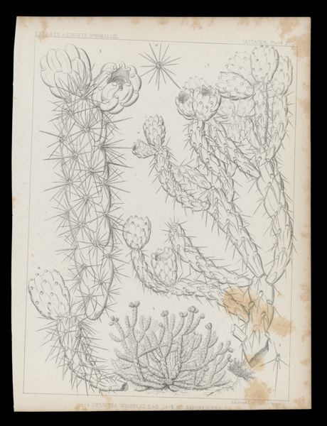 1-4 Opuntia Whipplei, E&B 5-6 OP. Arborescens E.