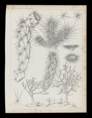1-3 Opuntia Acanthocarpa, E&B 4, OP. Arborescens, E. 5-10 Op Echinocarpa E&B