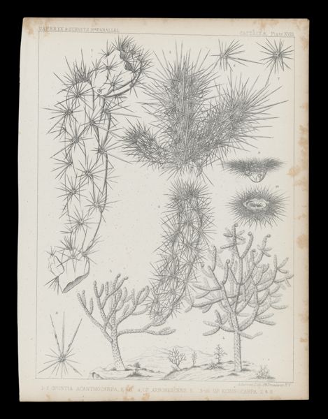 1-3 Opuntia Acanthocarpa, E&B 4, OP. Arborescens, E. 5-10 Op Echinocarpa E&B