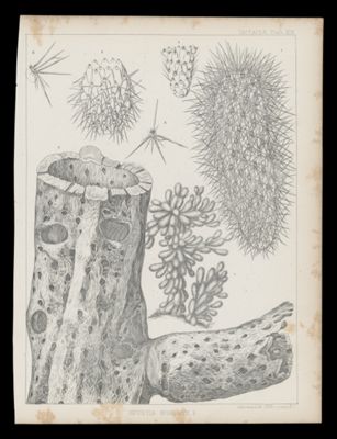 Opuntia Bigelovii. E.