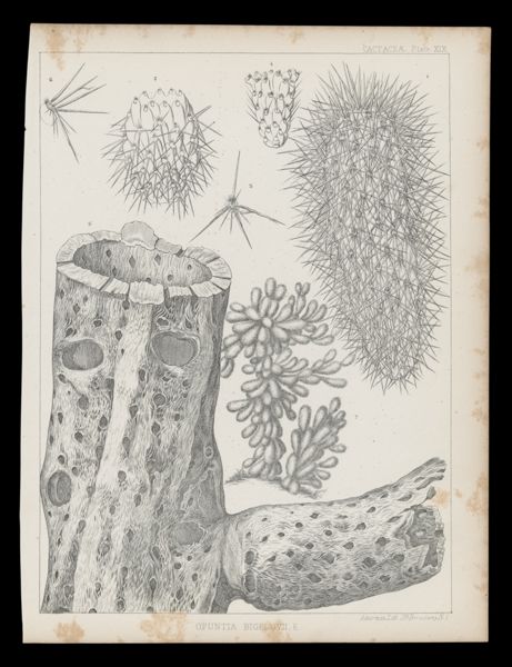 Opuntia Bigelovii. E.