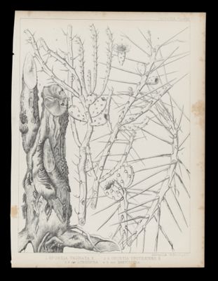 1. Opuntia Vaginata, E. 2-5 Opuntia Frutescens, 5-3 var Longispina 4-5 var. Brevispina