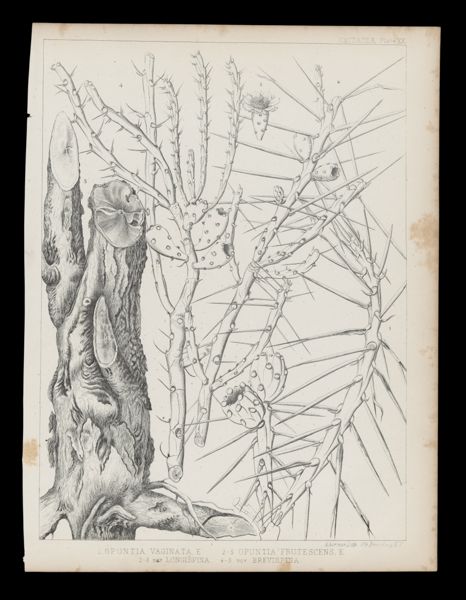 1. Opuntia Vaginata, E. 2-5 Opuntia Frutescens, 5-3 var Longispina 4-5 var. Brevispina