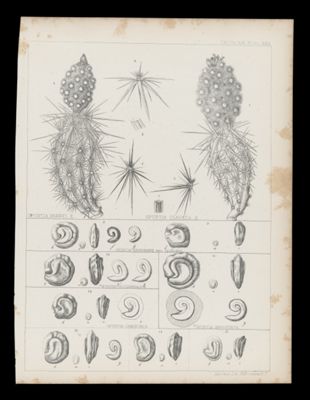 [Cactus and shell fossils]