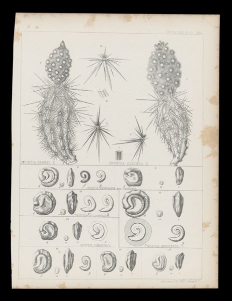 [Cactus and shell fossils]