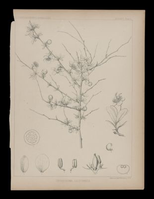 Crossosoma Californica