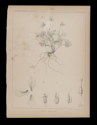 Viola Sheltonii