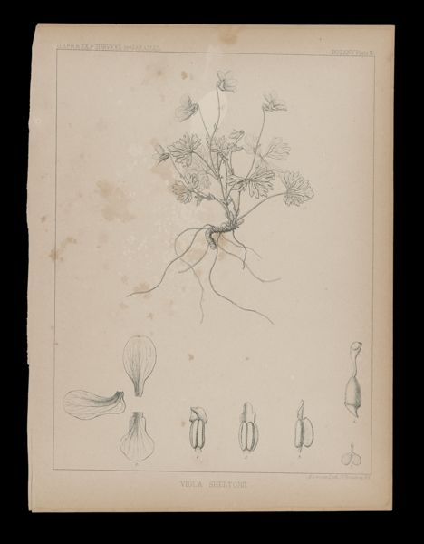 Viola Sheltonii