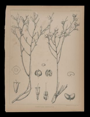 Thamnosma Montanum