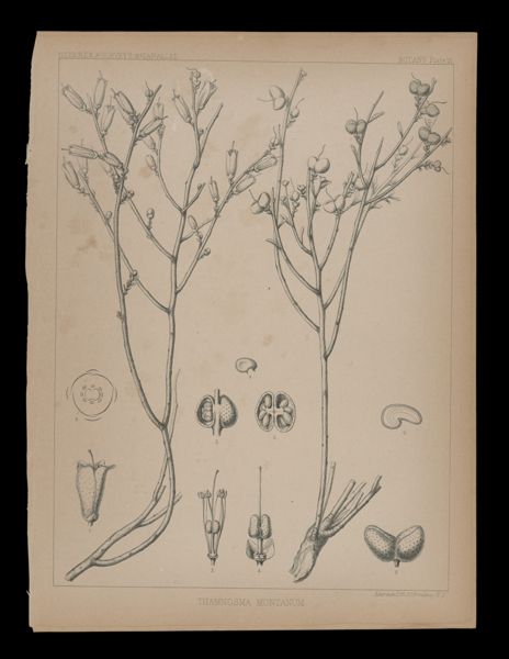 Thamnosma Montanum
