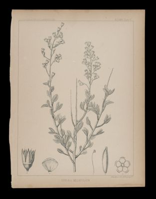 Spiræa Millefolium