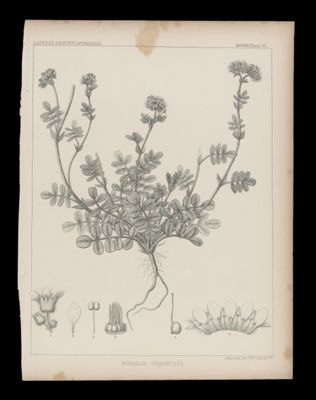 Horkelia Tridentata