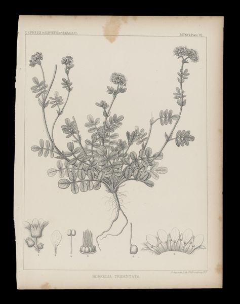 Horkelia Tridentata