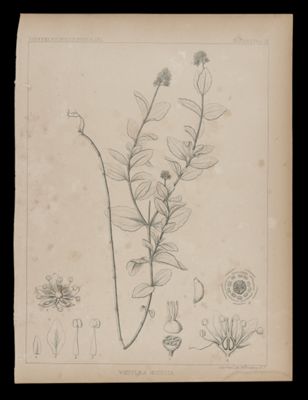 Whipplæ Modesta