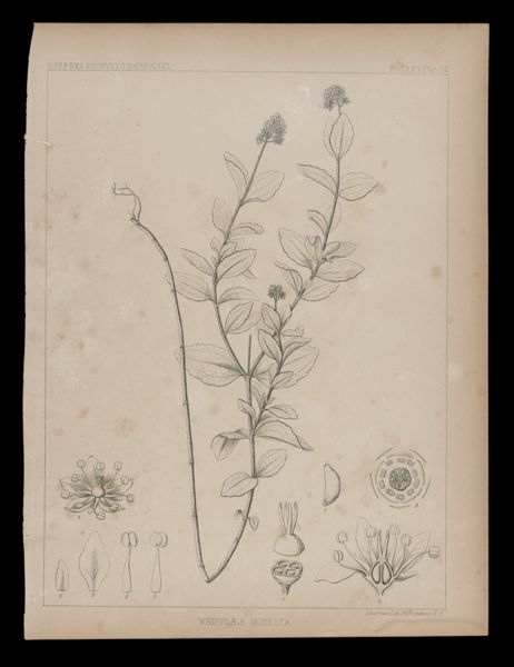 Whipplæ Modesta