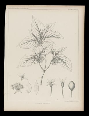 Cornus Sessilis