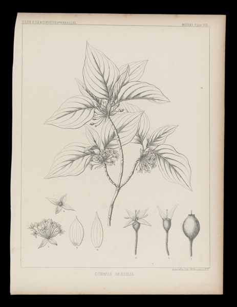 Cornus Sessilis