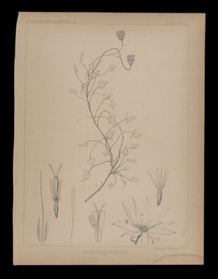 Hofmeisteria Pluriseta