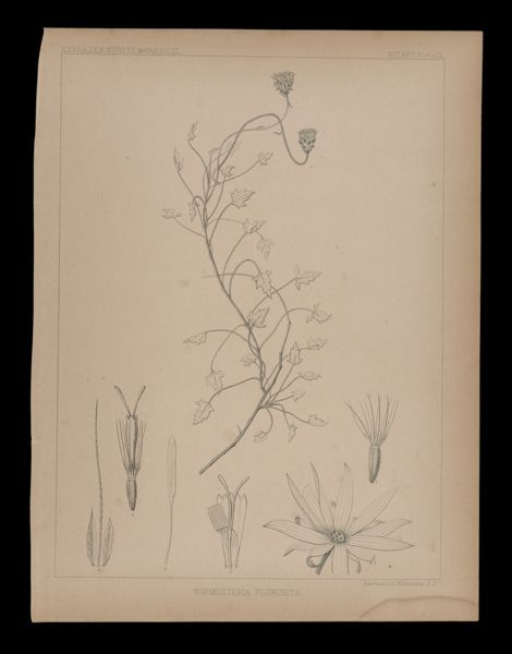 Hofmeisteria Pluriseta