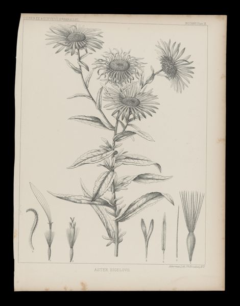 Aster Bigelovii