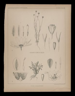 Evax Caulescens