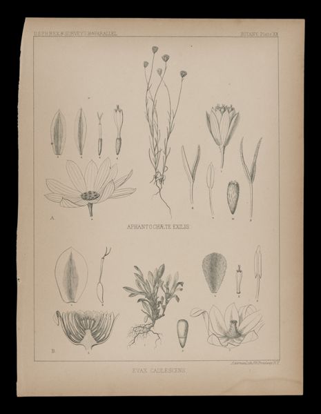 Evax Caulescens