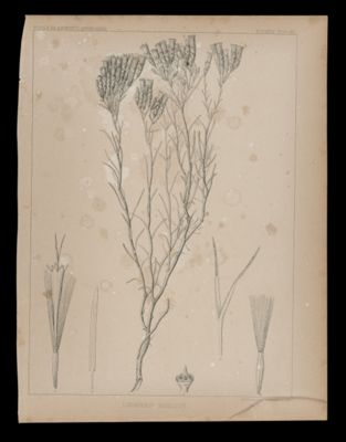 Linosyris Bigelovii