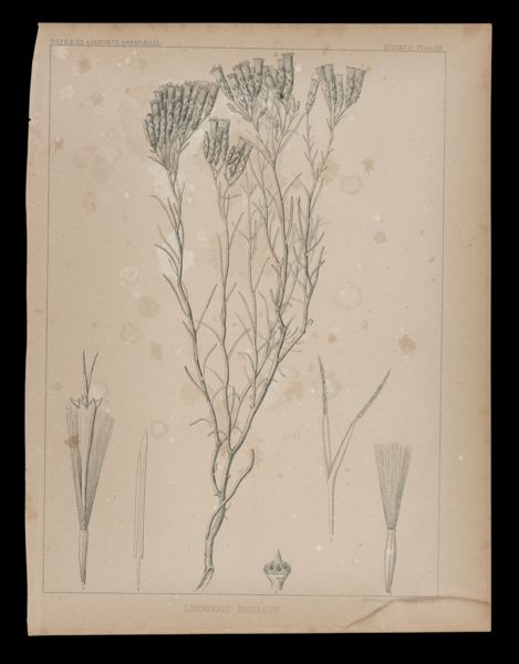 Linosyris Bigelovii
