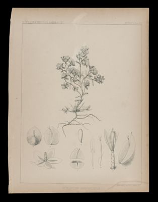 Stylocline Gnaphaloides