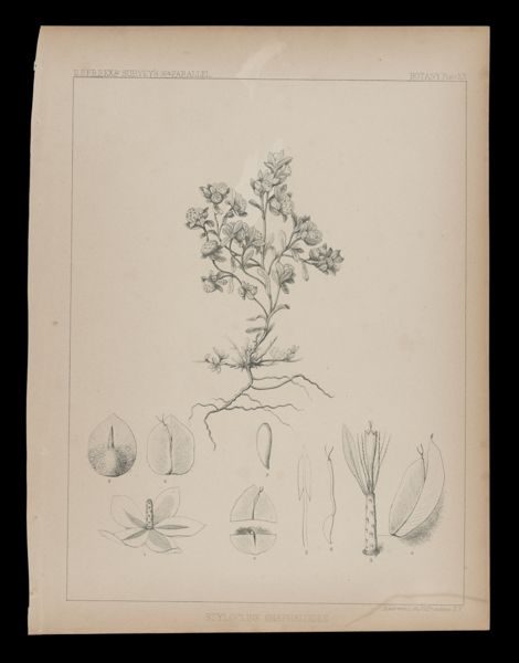 Stylocline Gnaphaloides
