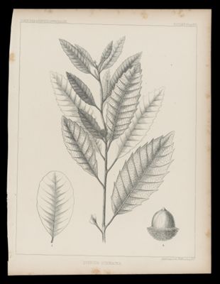 Quercus Echinacea