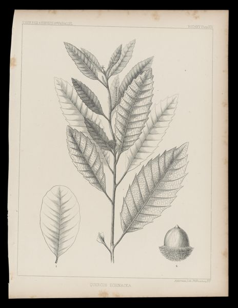 Quercus Echinacea